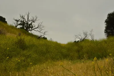 DSC_6495 (Large).JPG